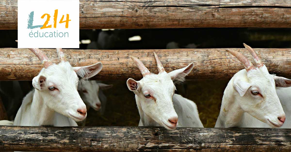 MON ACTU ANIMALE #1 – Octobre 2018