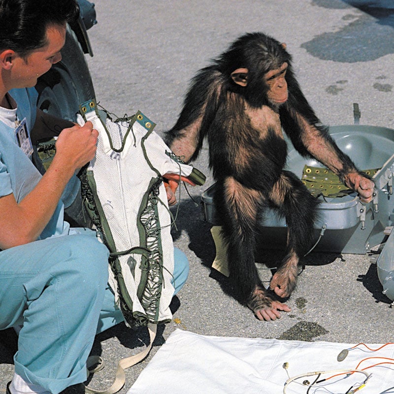 Le chimpanzé Ham et sa combinaison spatiale (USA)