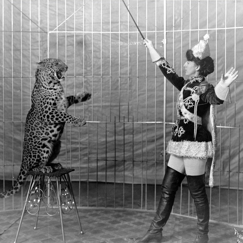 En Grande-Bretagne, les cirques avec animaux sauvages sont interdits.