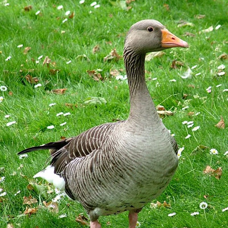 Le gavage des oies et des canards est interdit dans plusieurs pays européens.