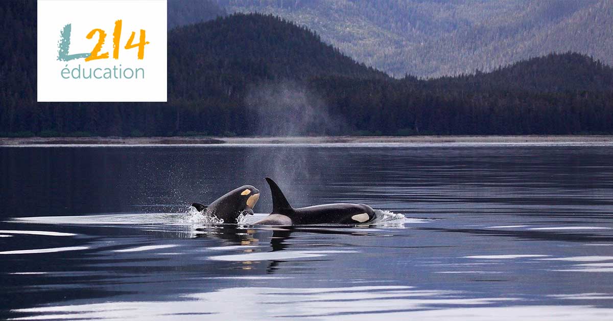 John Hargrove : de SeaWorld à la défense des animaux