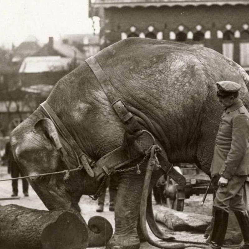 Un éléphant utilisé comme force motrice