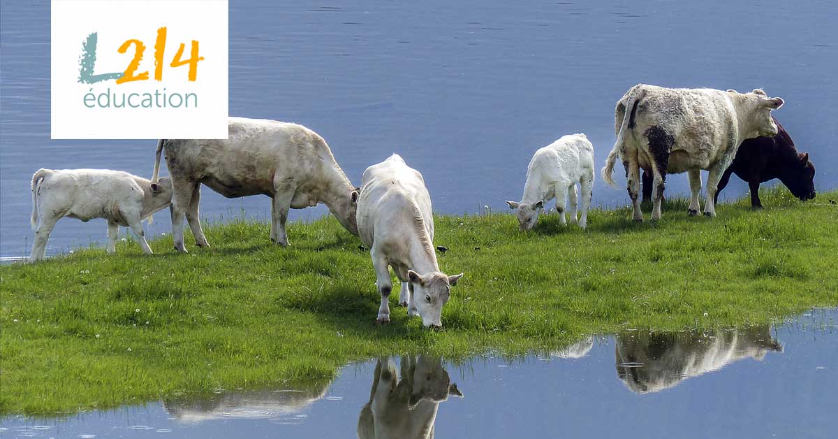 La goutte d'eau qui fait déborder les vaches