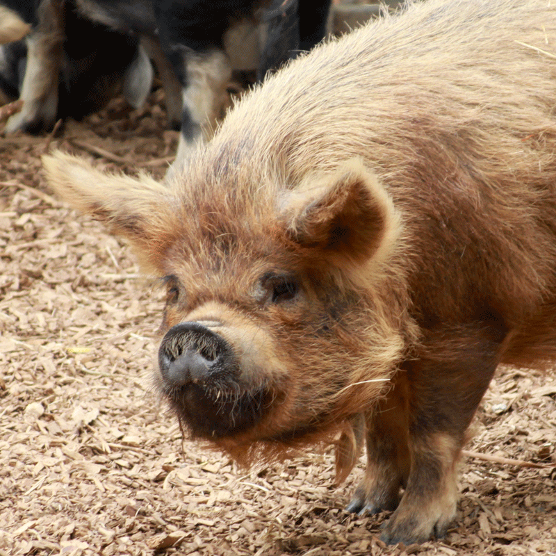 Les cochons peuvent transmettre une fausse information à leurs congénères.