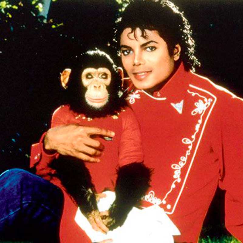 Bubbles est devenu célèbre car il était l'animal de compagnie de Michael Jackson.