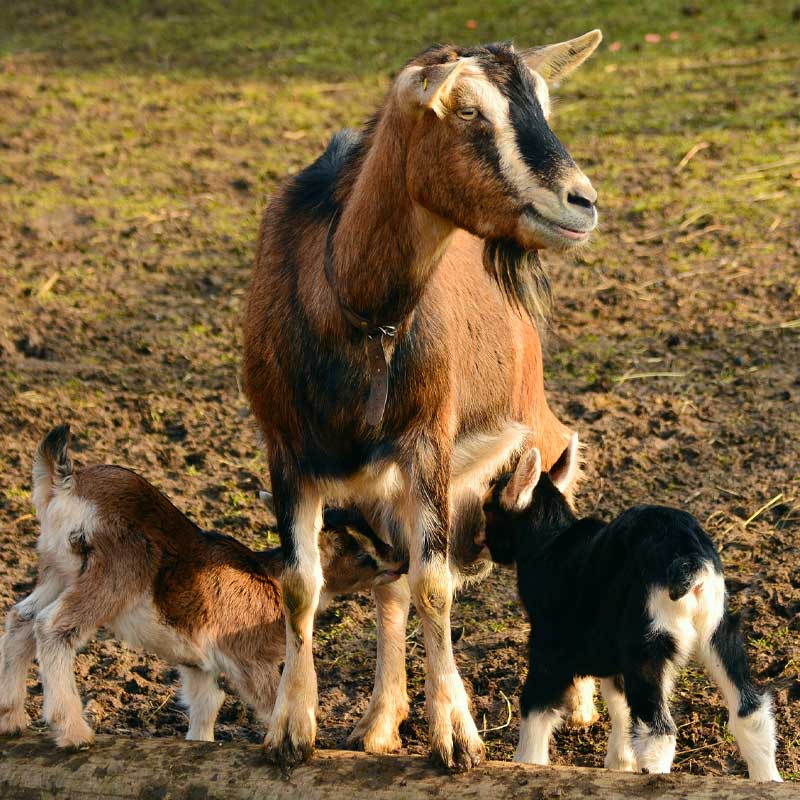 Après avoir été séparées de leurs petits, les chèvres se rappellent de leurs bêlements pendant une année.
