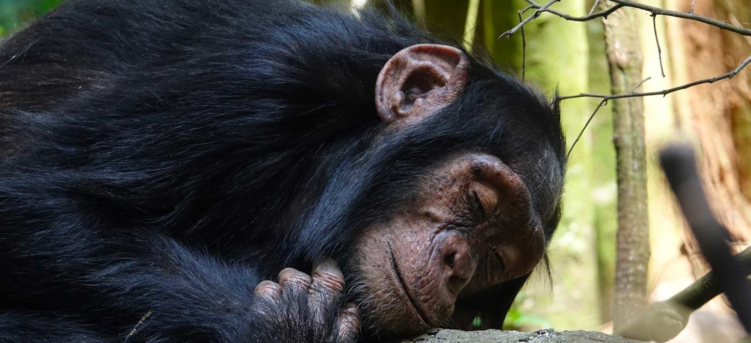 Bubbles, le chimpanzé qui voulait être libre L214 Éducation