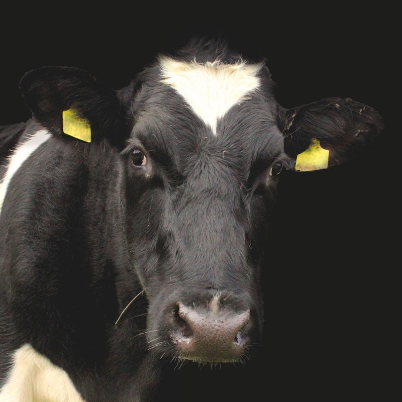 Les vaches Prim'Holstein sont utilisées pour la production de lait.