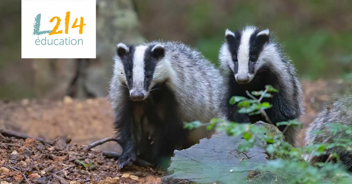 Mon actu animale #8 – Mai 2020