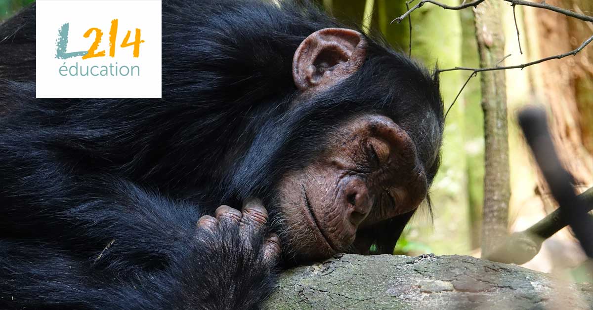 Bubbles, le chimpanzé qui voulait être libre