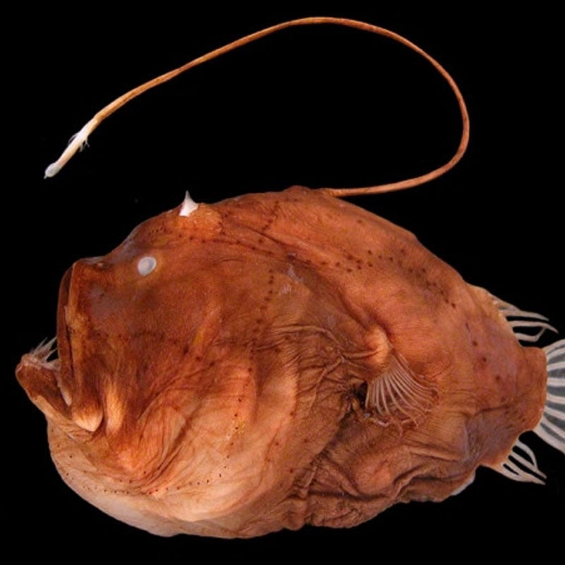 Les poissons-lanternes sont leur propre source lumineuse.