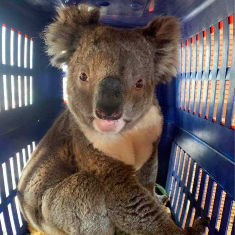 Ce koala, prénommé Simon, n'avait que des blessures superficielles.