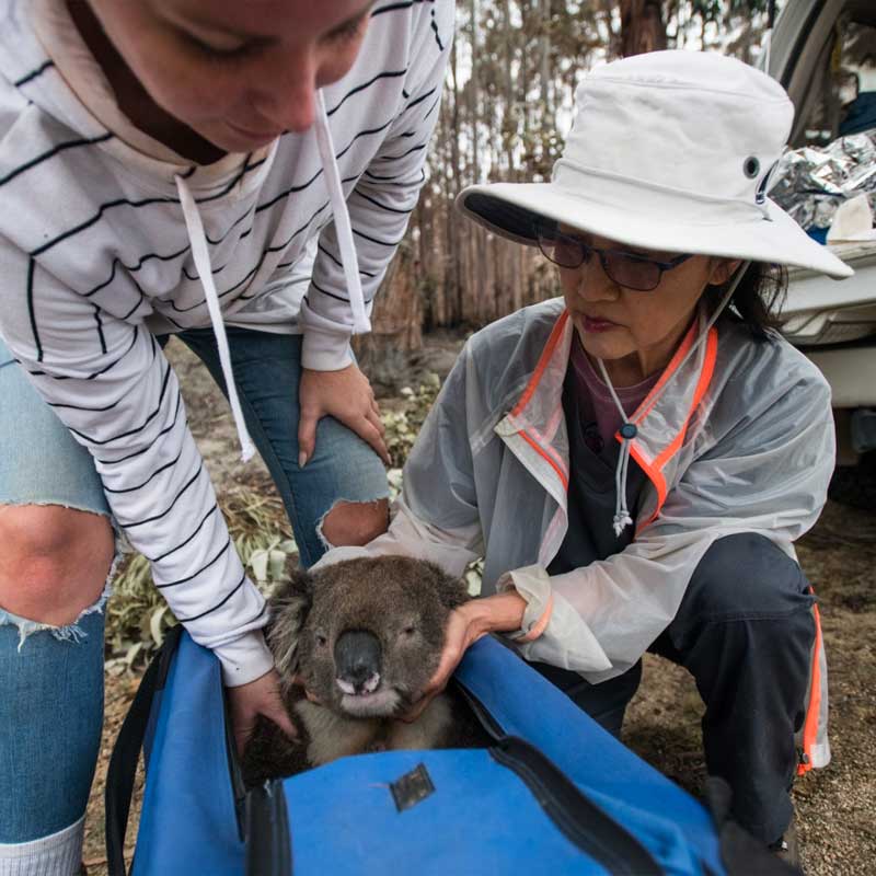 Ce koala en détresse est amené vers la tente de soins.