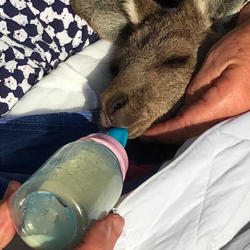 Ce wallaby orphelin est pris en charge par les vétérinaires au grand cœur.
