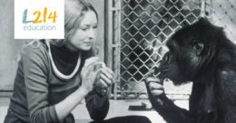 Koko, la gorille qui parlait la langue des signes