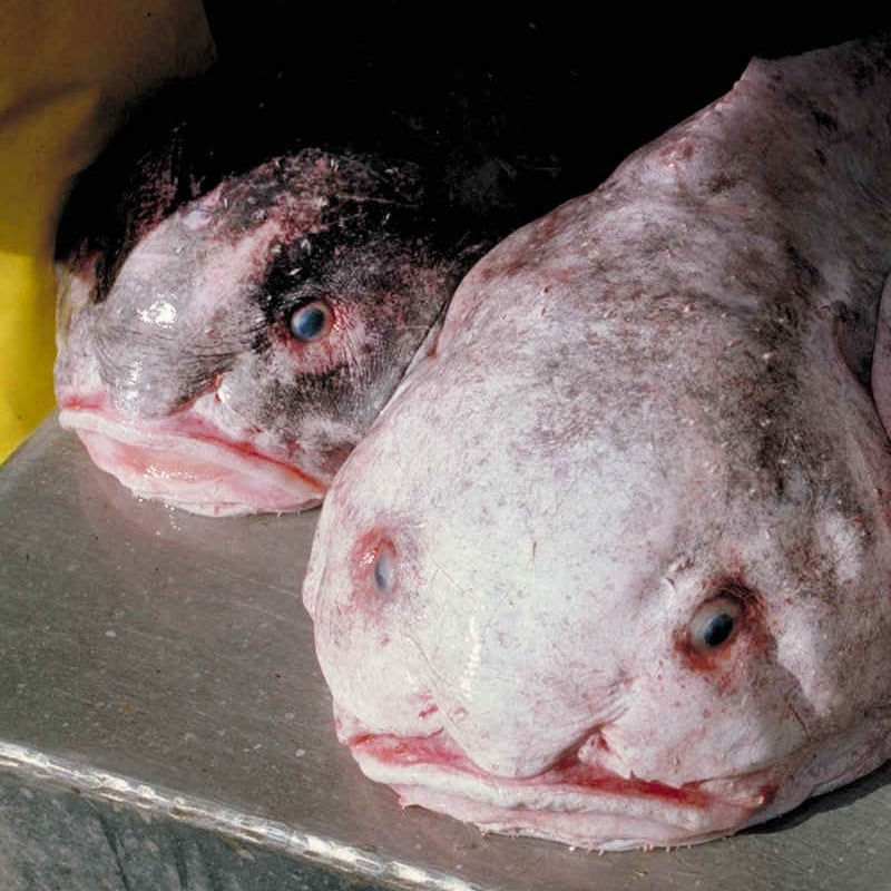 Le blobfish est le symbole de la Société Protectrice des Animaux Moches