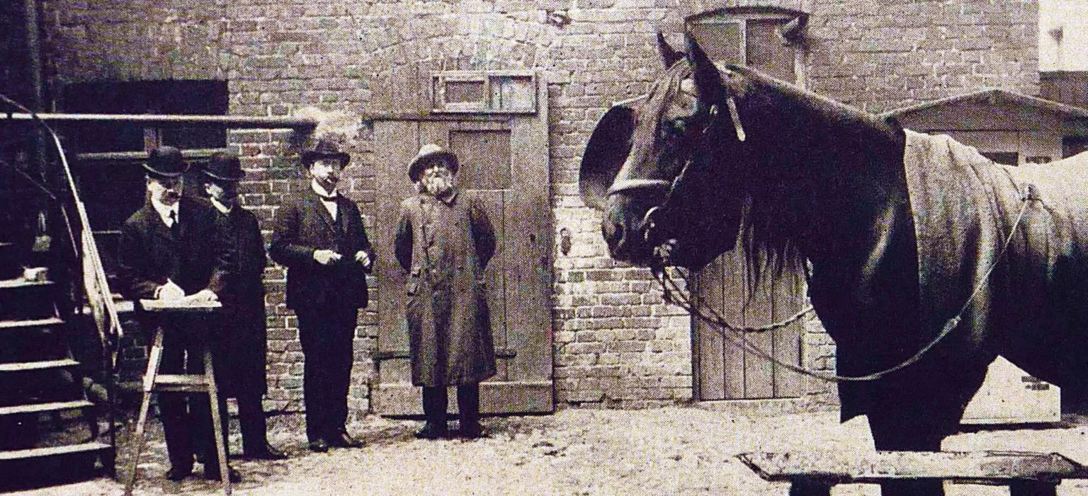 Hans le malin, un cheval génial ! | L214 Éducation