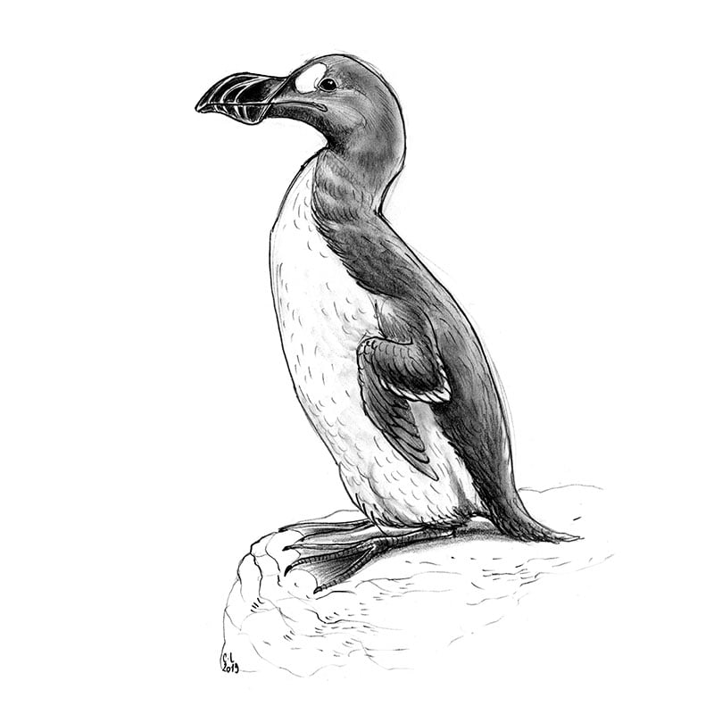 Disparus au XIXe siècle, les grands pingouins étaient des proies faciles pour les chasseurs.
