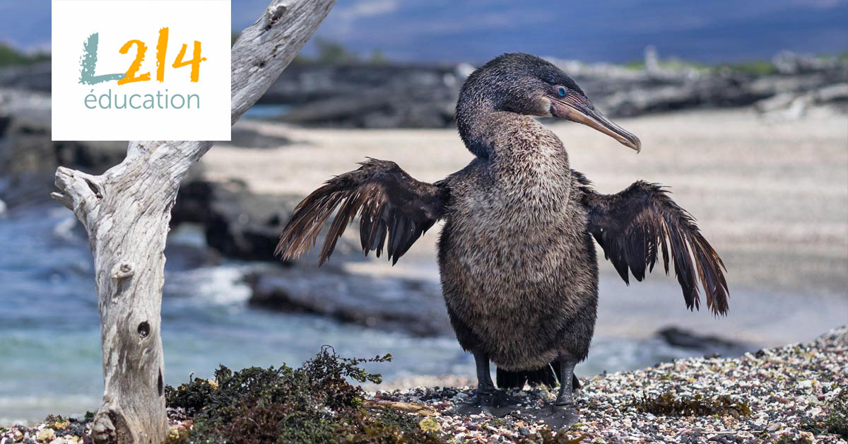Des oiseaux très terre à terre