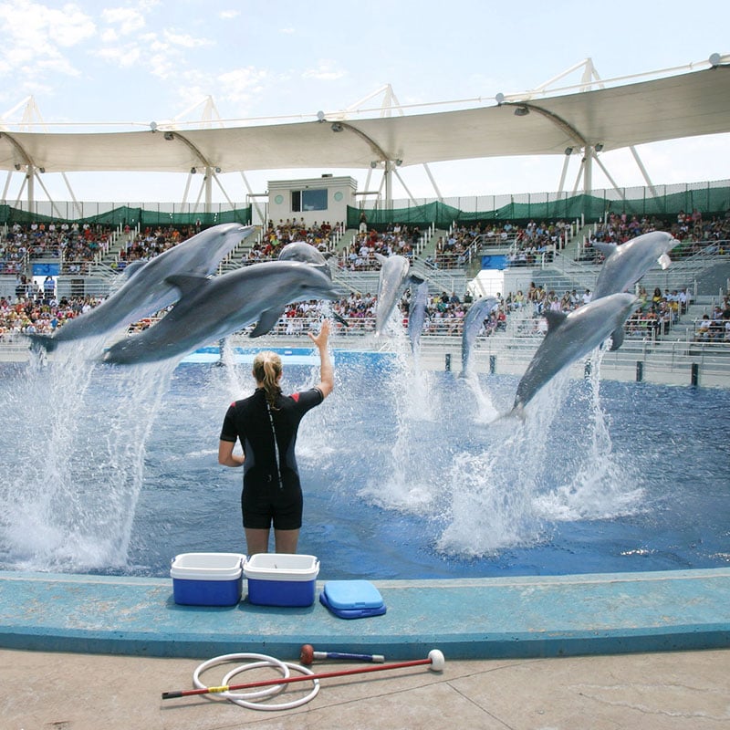 En France, de nombreux dauphins vivent dans des delphinariums.