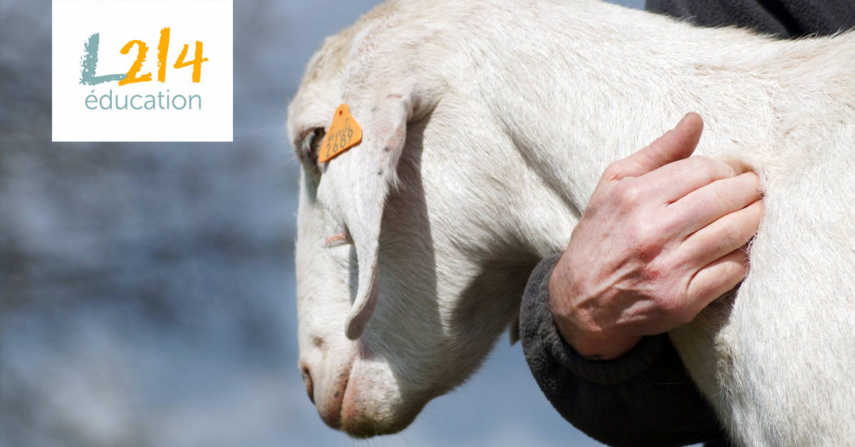 Des élèves en production animale envoient leurs animaux dans un refuge plutôt qu’à l’abattoir