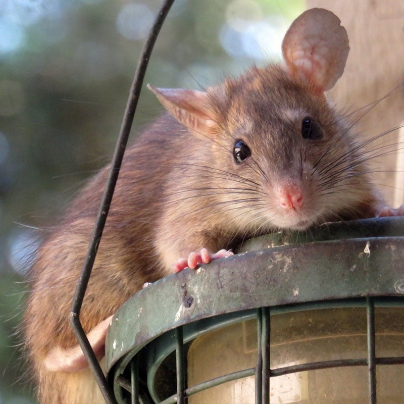 Dans les grandes villes, les rats se rendent utiles en mangeant des ordures