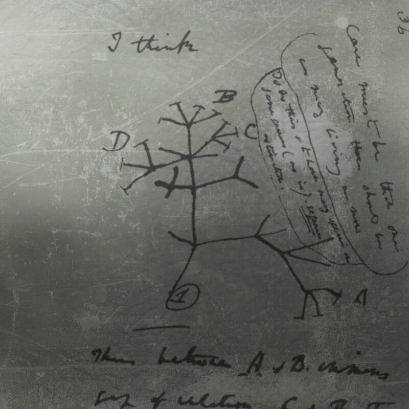Dessin de Darwin d'un arbre philogénétique