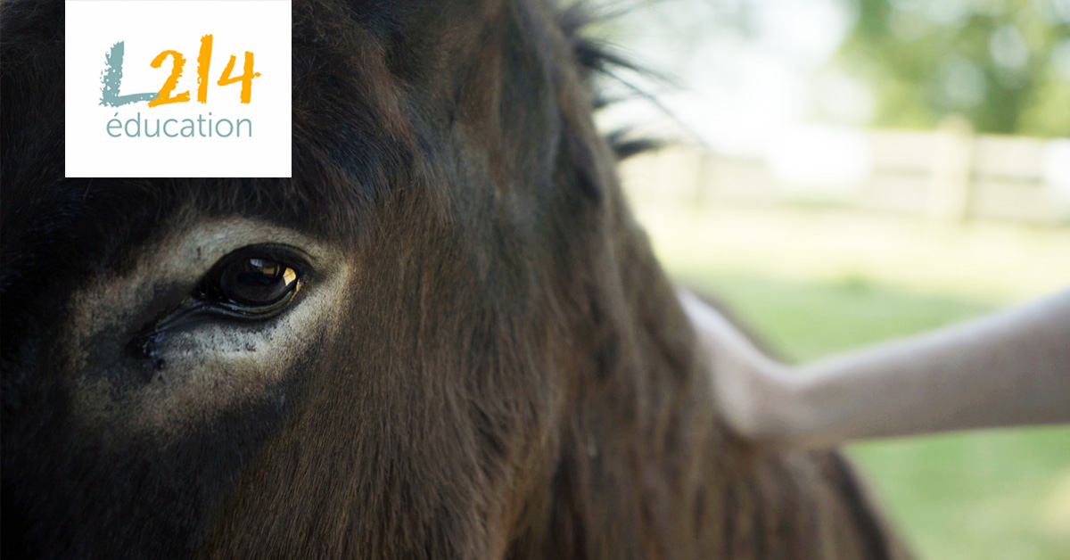 Pour une éducation à l'éthique animale