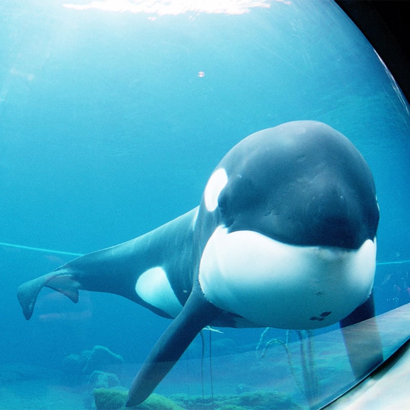 Keiko est devenu la première orque à être relâchée après sa captivité.