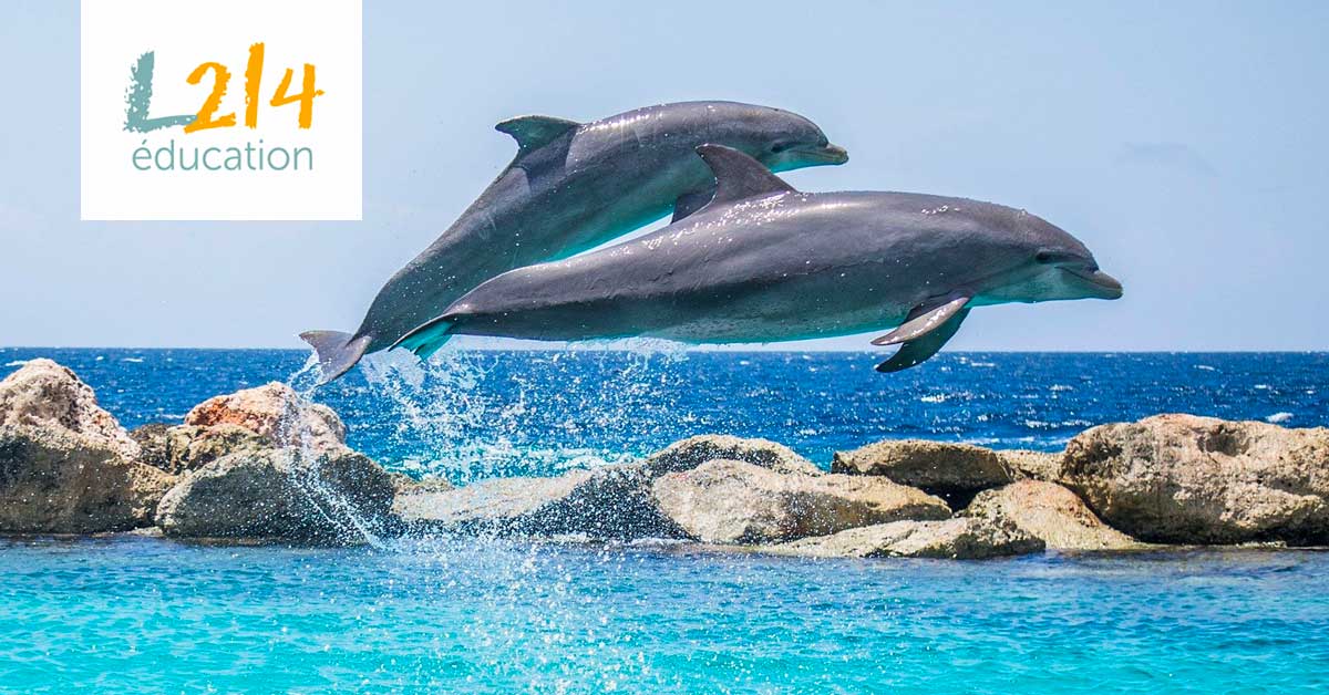 MON ACTU ANIMALE #2 – Janvier 2019