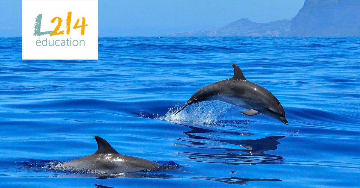 MON ACTU ANIMALE #4 – Octobre 2019
