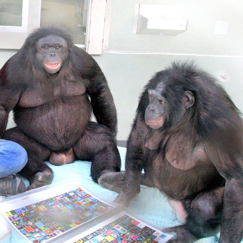 Les bonobos Kanzi et Panbanisha ont appris à communiquer avec les humains en utilisant des symboles