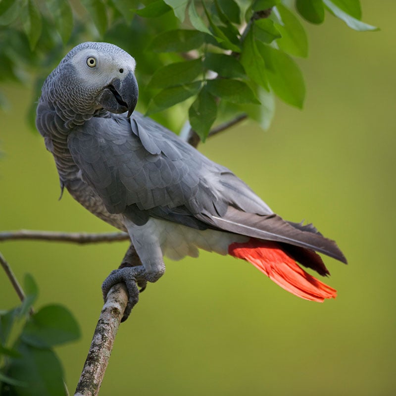 Les perroquets gris du Gabon répètent à la perfection les paroles des humains.