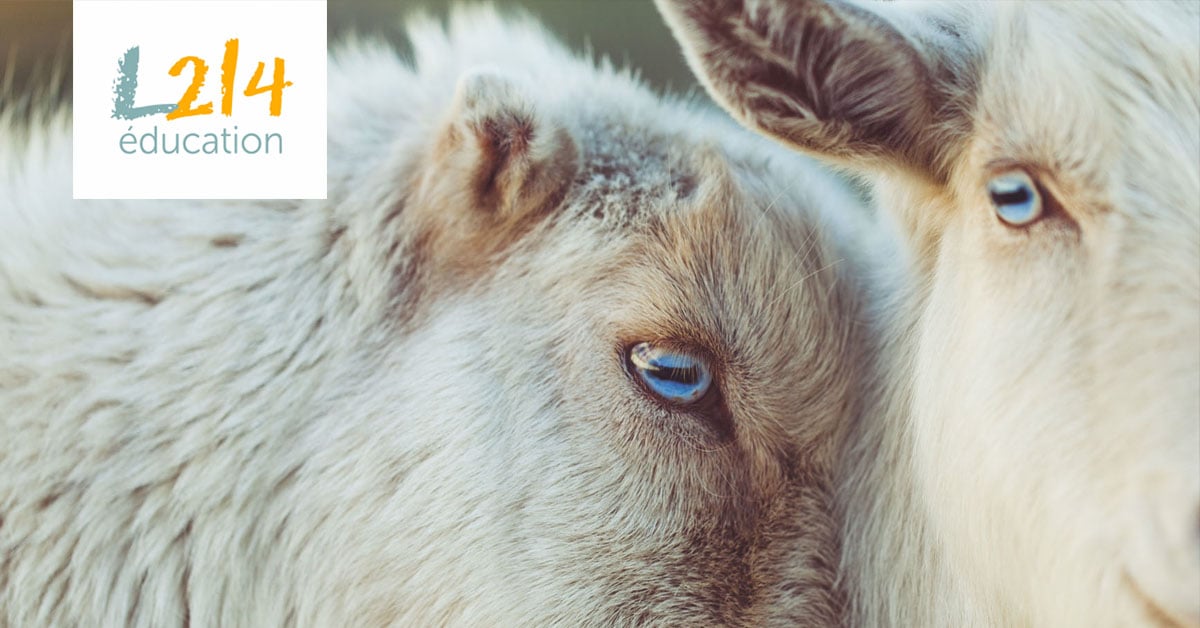 Éthique animale : éloge de la sensibilité