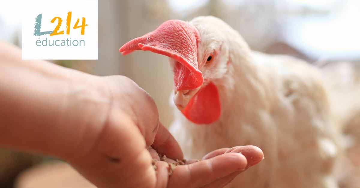 Une poule secourue