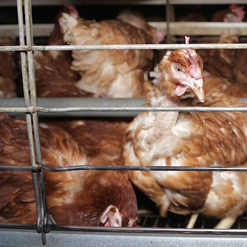 Des poules dans un élevage en cages