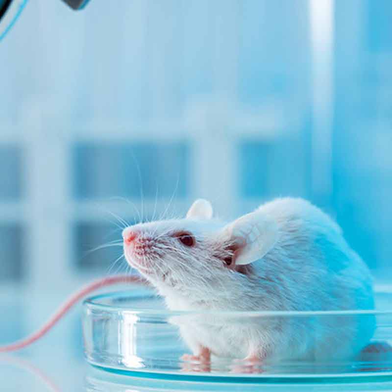 Une souris dans un laboratoire