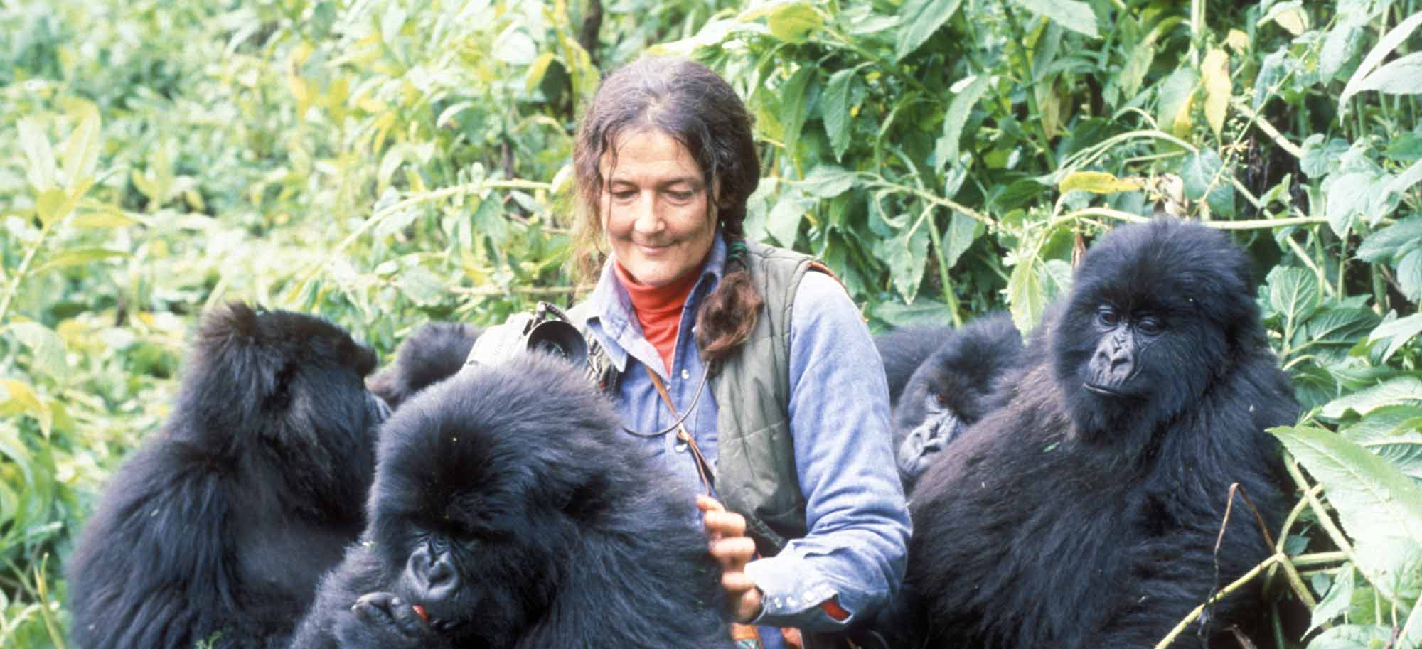 Dian Fossey et les gorilles