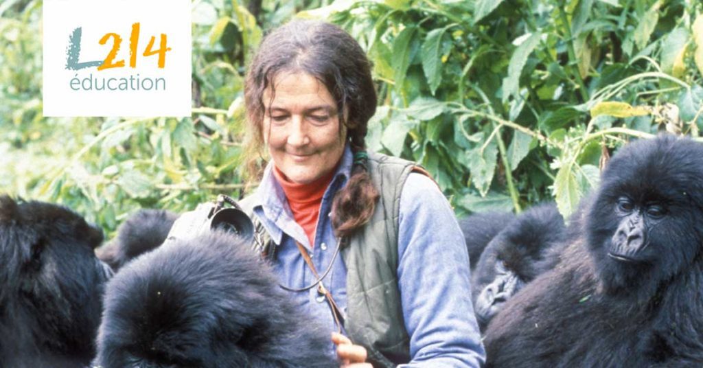 Dian Fossey et les gorilles
