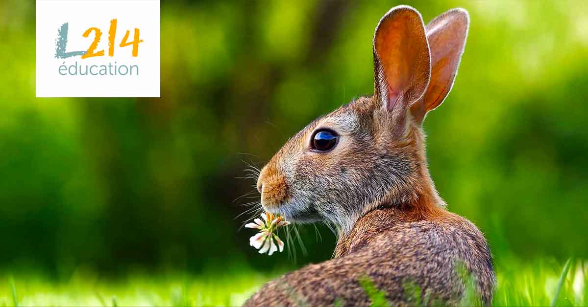 une vie de lapin