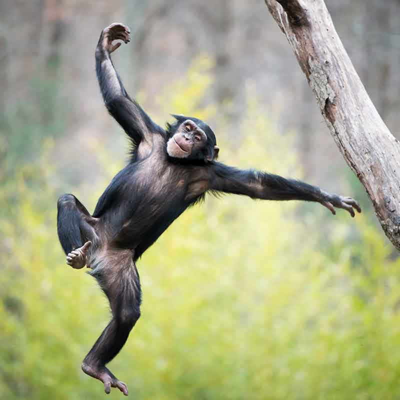 Un chimpanzé joyeux