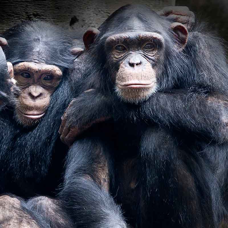Les chimpanzés sont nos plus proches cousins
