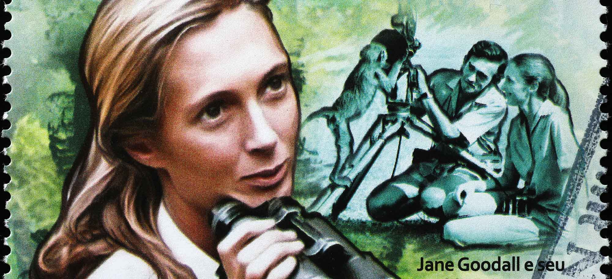 Jane Goodall, la passion des chimpanzées