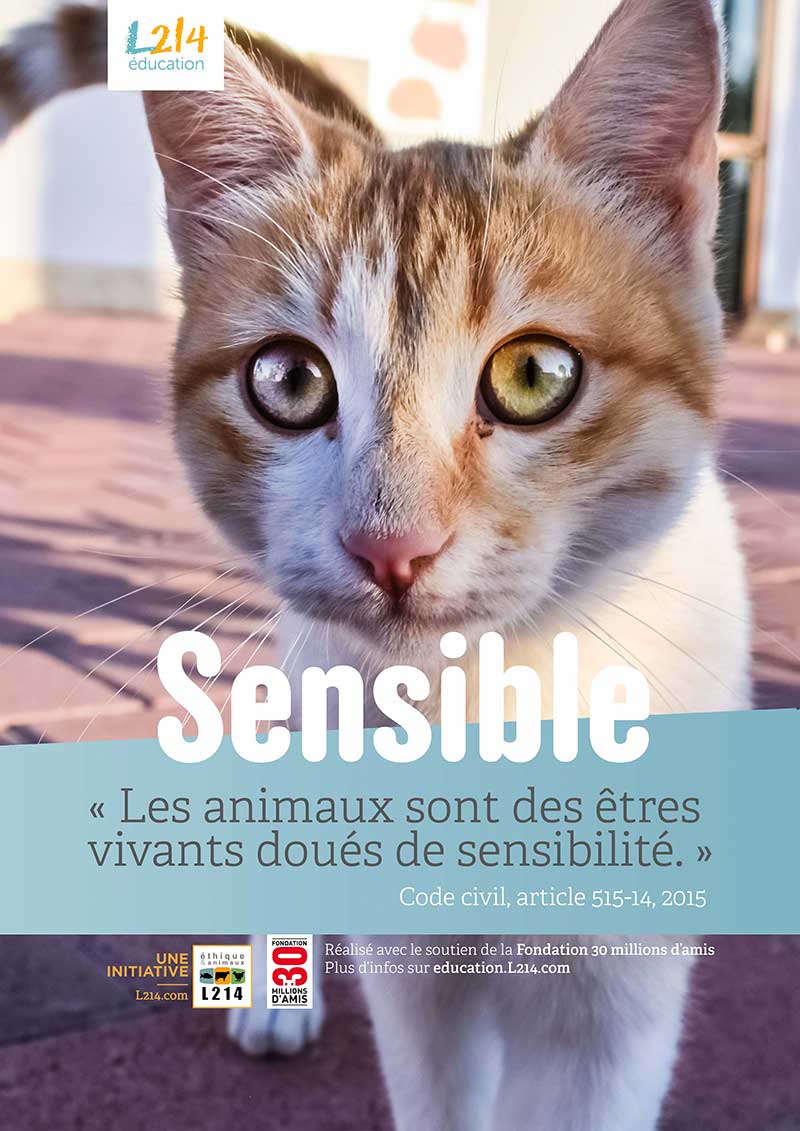 Animaux sensibles - Poster pédagogique gratuit - Chat