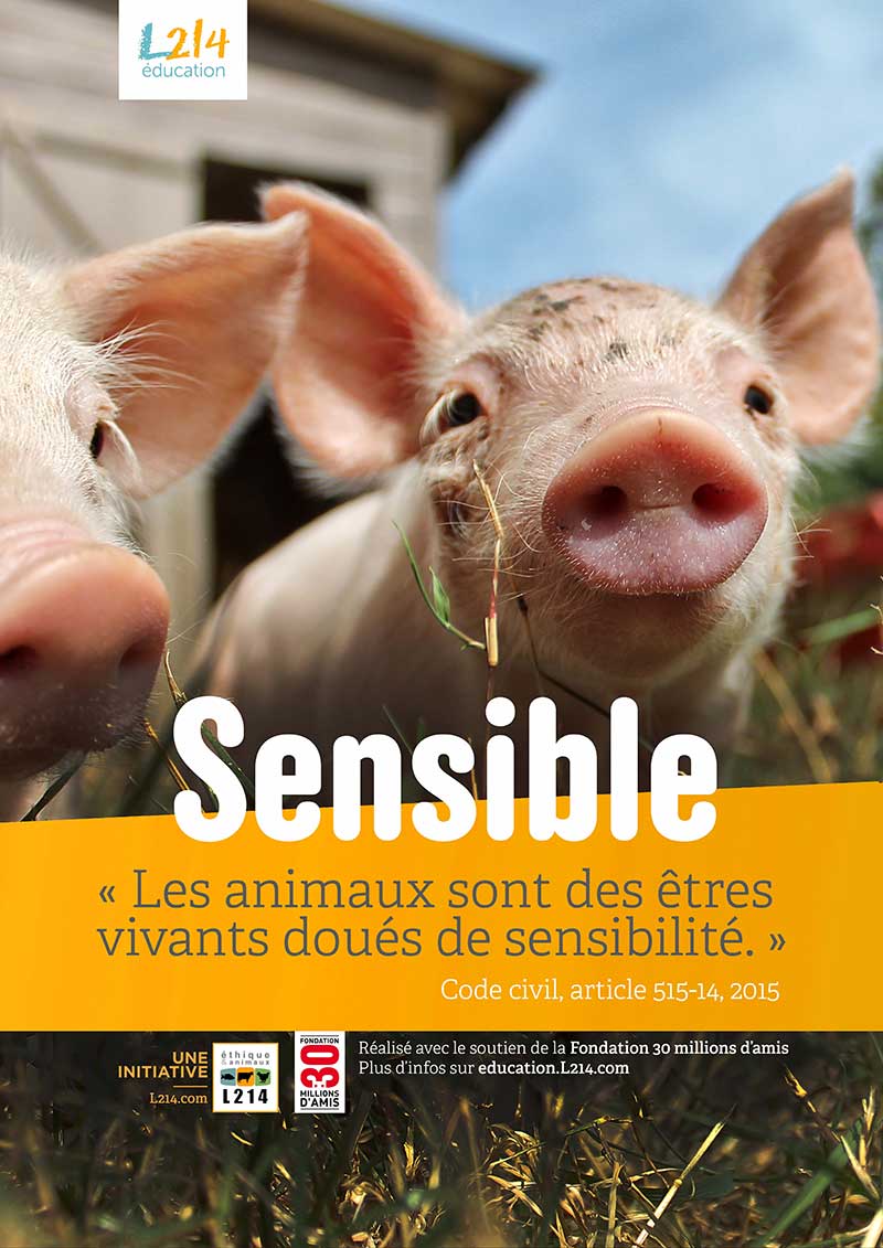 Animaux sensibles - Poster pédagogique gratuit - Cochon