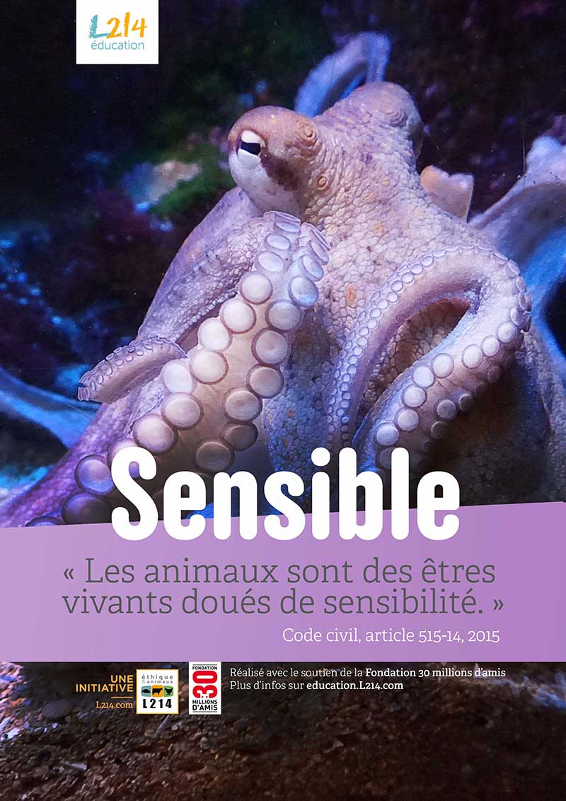 Animaux sensibles - Poster pedagogique gratuit - Pieuvre