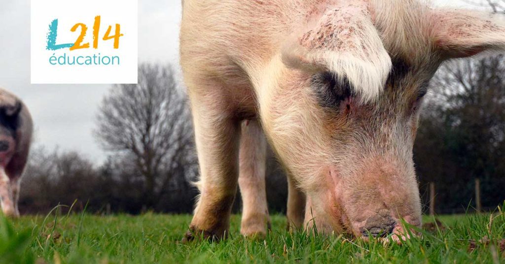 Conférence Bien-être animal, quels enjeux pour l'agriculture ?