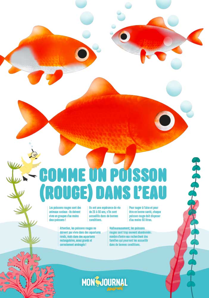 Poster-Mon-Journal-Animal-011-Poissons-Rouges