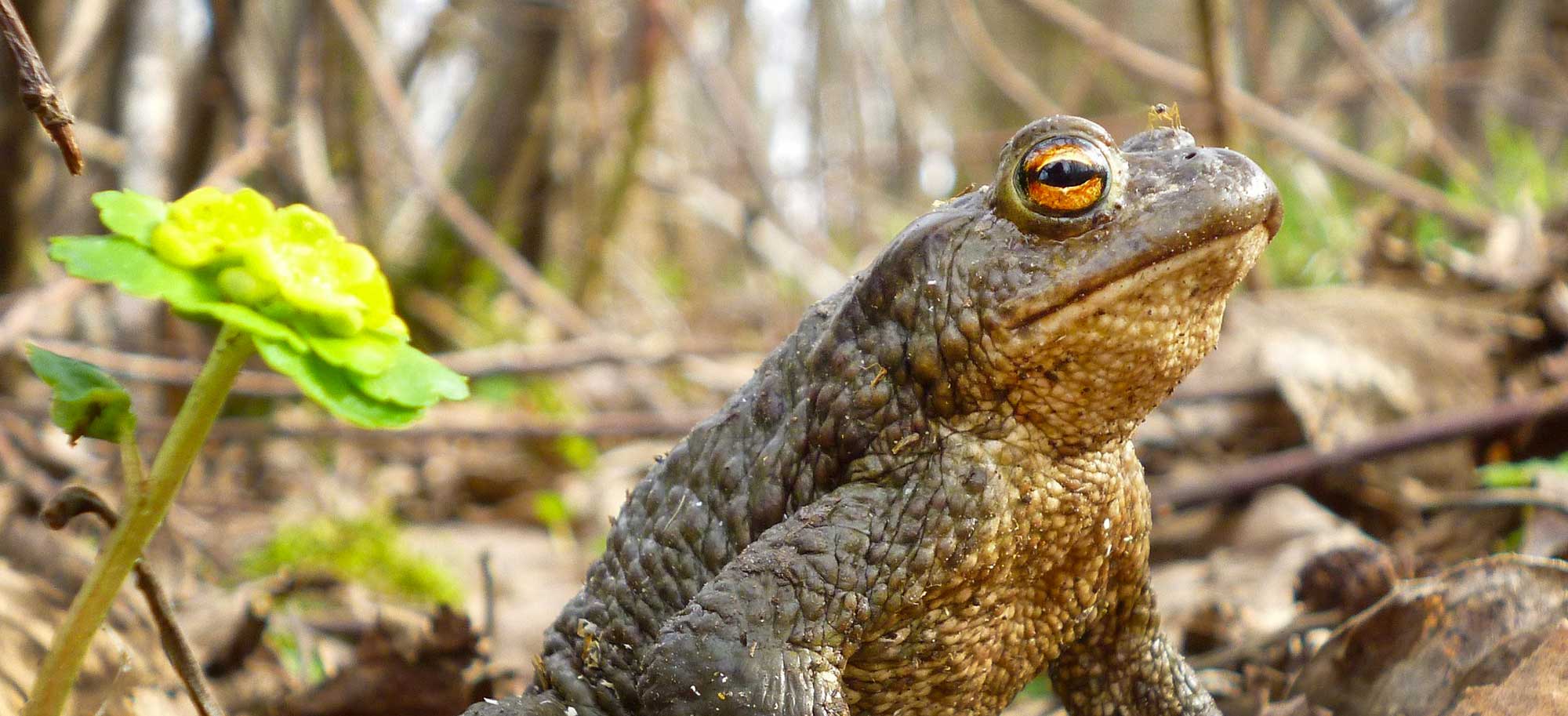 Le crapaud, prince des marais