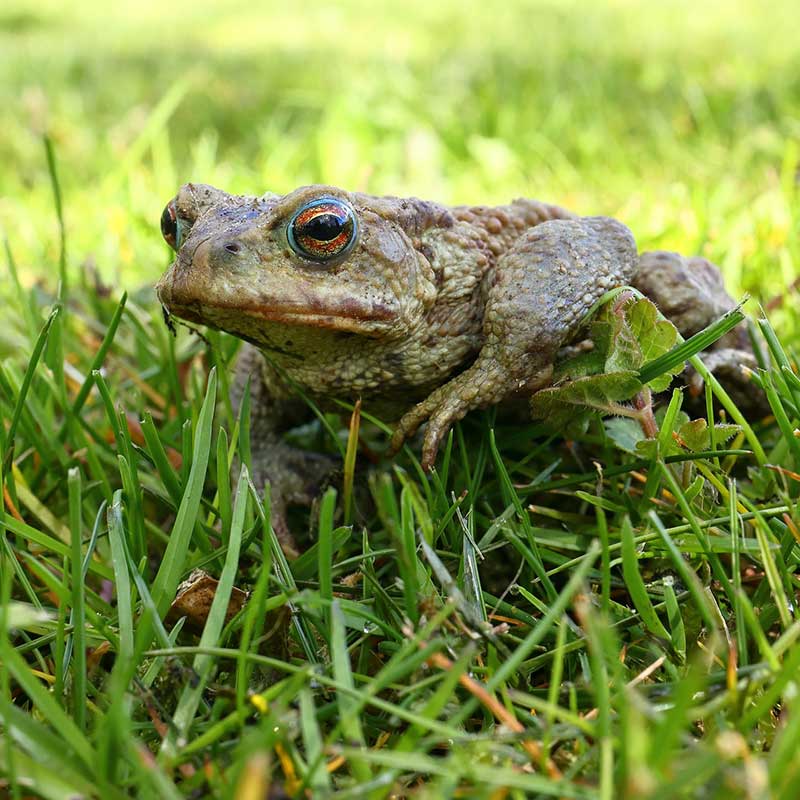 Un crapaud marcheur